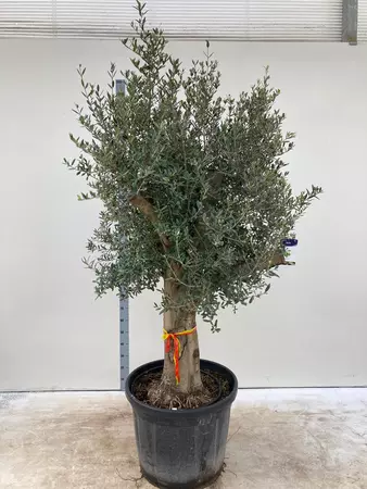 Olive 'olea europa' Tree 130L - 225cm