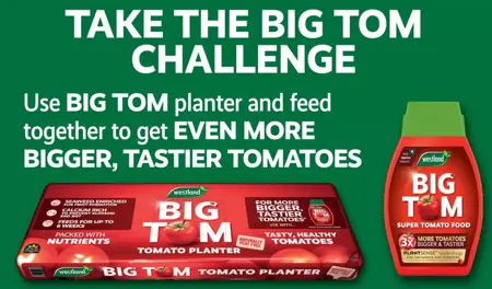 Westland Big Tom Peat Free Tomato Planter - image 3