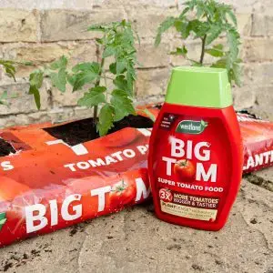 Westland Big Tom Peat Free Tomato Planter - image 2
