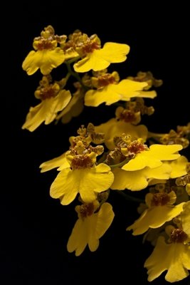 Displaying orchids