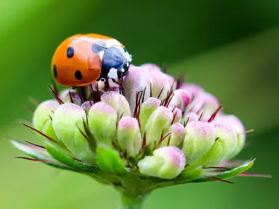 Creating a Wildlife-Friendly Garden With Your Children
