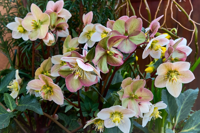 Houseplants