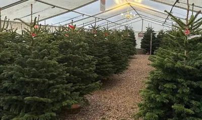 Christmas impression 2025