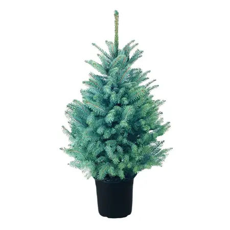 2FT Pot Blue Spruce Christmas Tree