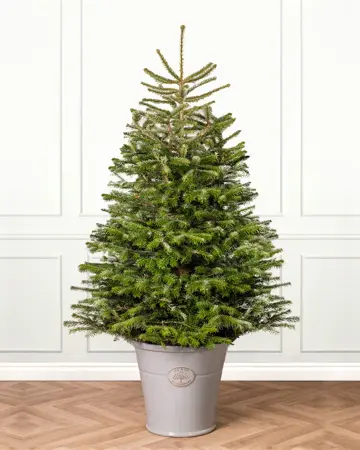2FT Pot Nordman Christmas Tree