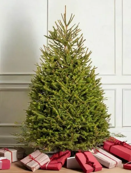 2FT Pot Norway Spruce Christmas Tree