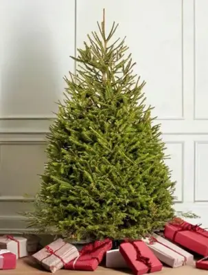 2FT Pot Norway Spruce Christmas Tree