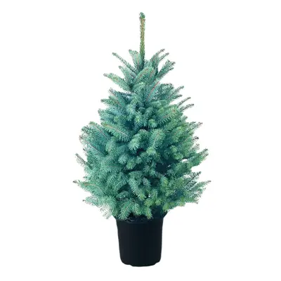 3FT Pot Blue Spruce Christmas Tree