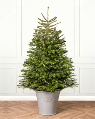 4FT Pot Nordman Christmas Tree