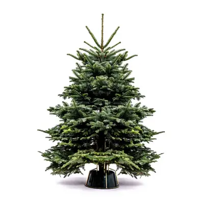 6FT Noble Christmas Tree