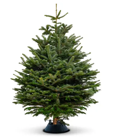 7FT Nordmann Christmas Tree