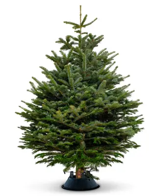 7FT Nordmann Christmas Tree