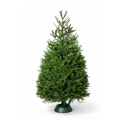8FT Norway Spruce Christmas Tree