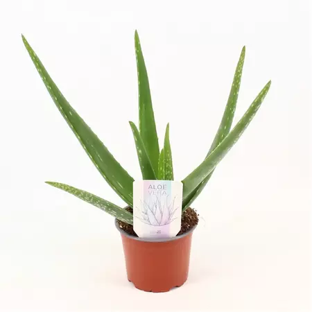 Aloe Vera - 12cm  - image 1