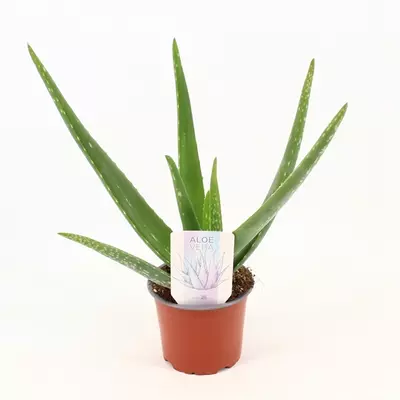 Aloe Vera - 12cm  - image 2