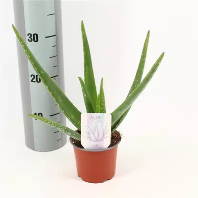 Aloe Vera - 12cm  - image 2
