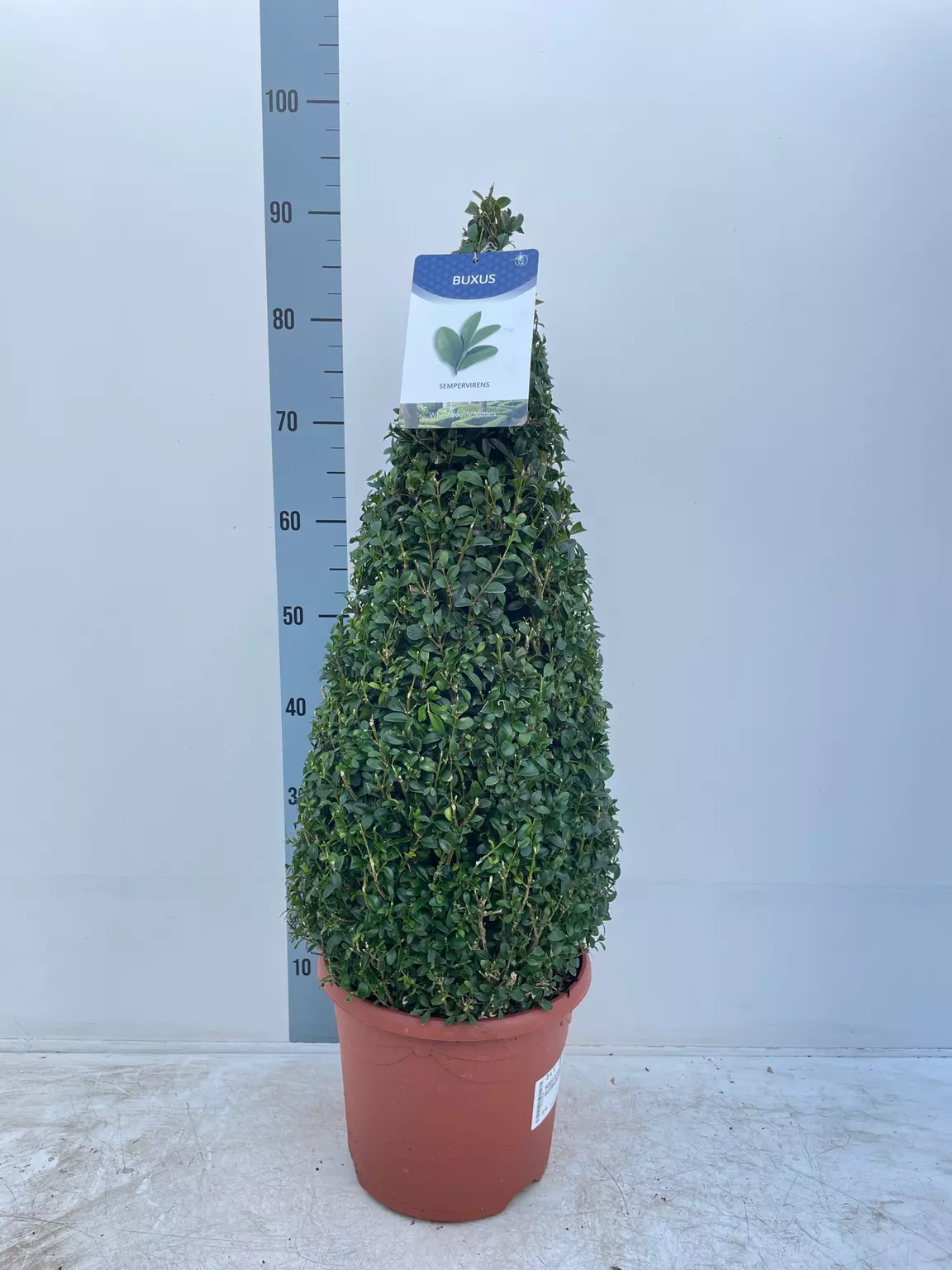 Buxus Cone 7.5L 60/70cm Codsall & Wergs Wolverhampton Garden
