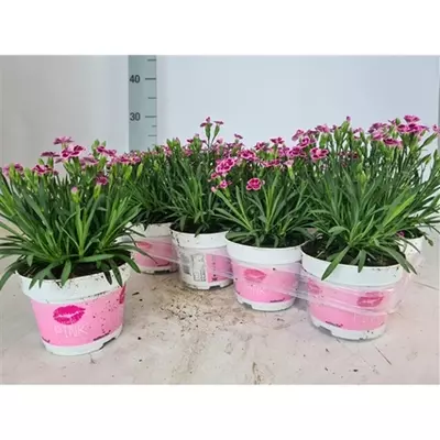 Dianthus Pink Kisses - 12cm 