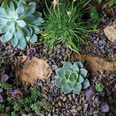 Horticultural Alpine Grit Handy Pack - image 2
