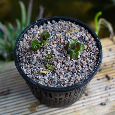 Kelkay Horticultural Potting Grit - image 3