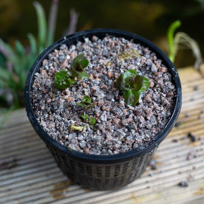 Kelkay Horticultural Potting Grit - image 3
