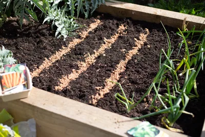 Kelkay Horticultural Silver Sand - image 2