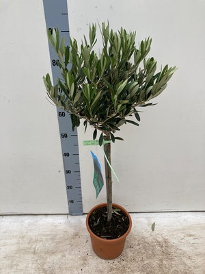 Mini Olive Tree 80cm