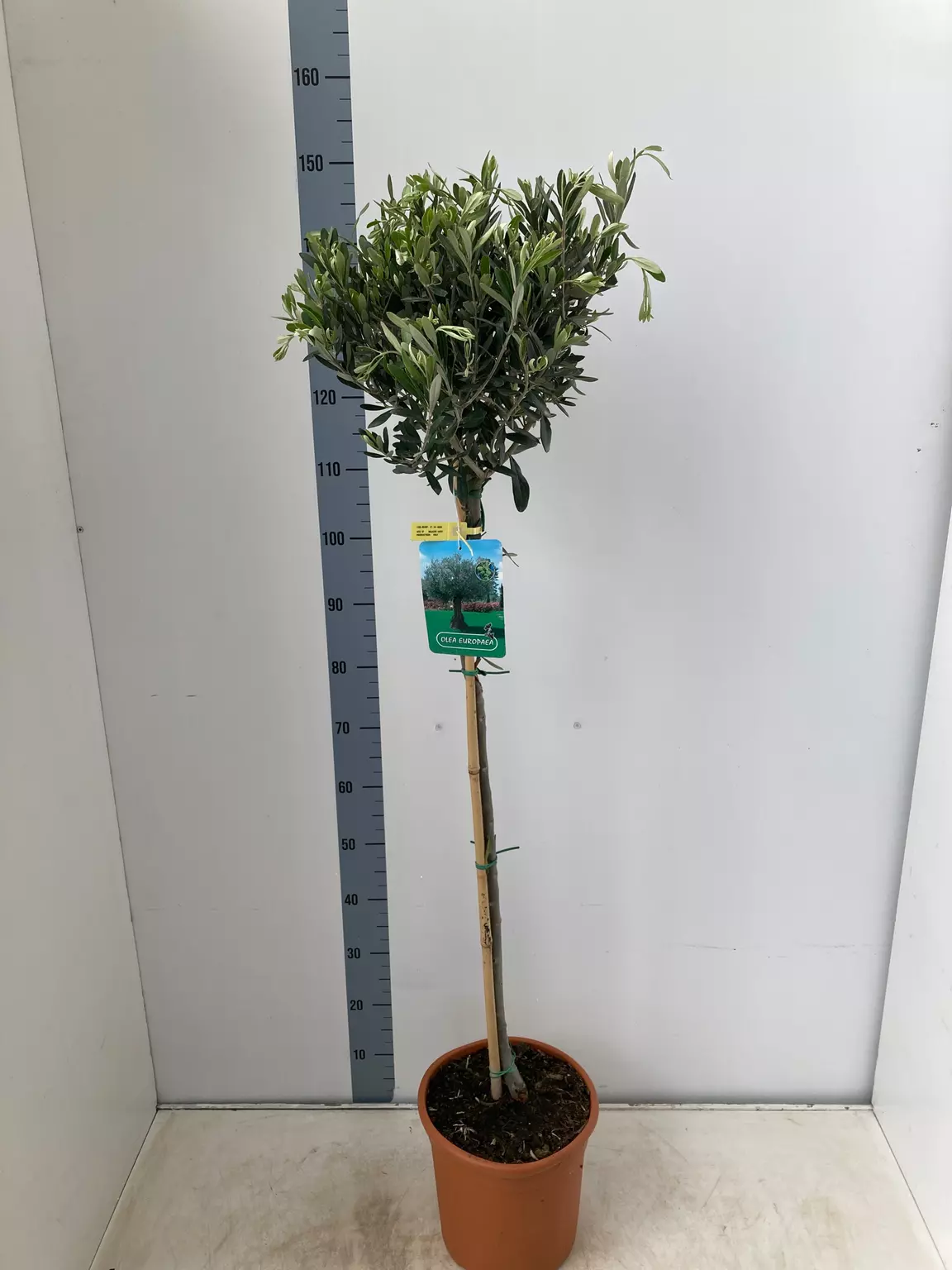 Olive 'olea europa' Tree 24cm - 160cm - Codsall & Wergs