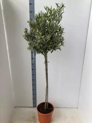 Olive 'olea europa' Tree 25cm - 160cm