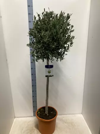 Olive  'olea europa'  Tree 30cm - 170cm