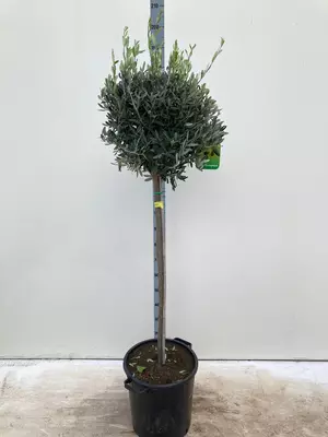 Olive 'olea europa' Tree 35cm - 180cm