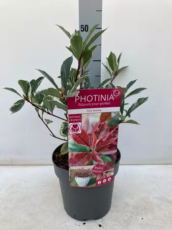 Photinia 'Pink Marble'  - 3L - image 1