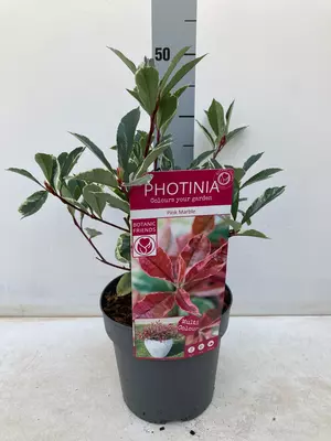 Photinia 'Pink Marble'  - 3L - image 2