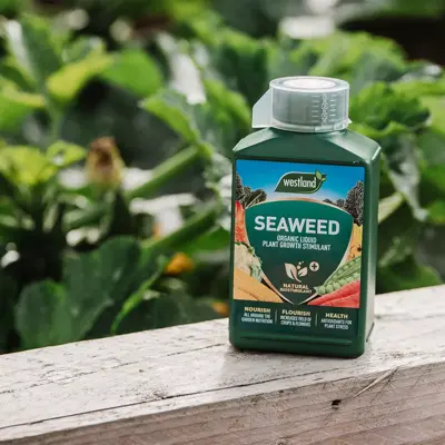 Westland Seaweed Specialist Liquid Feed 1L - image 2